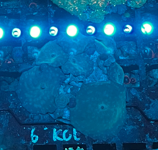 BLUE MUSHROOMS (WYSWG)