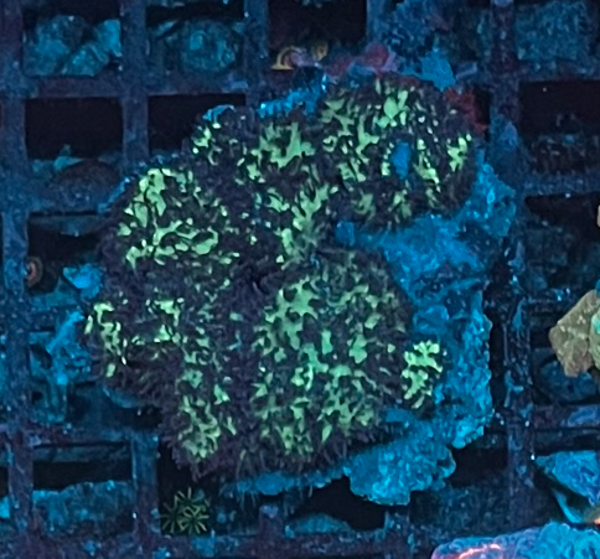 Green Mushrooms (WYSWG)