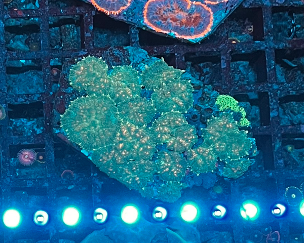 green / orange mushrooms - WYSWG
