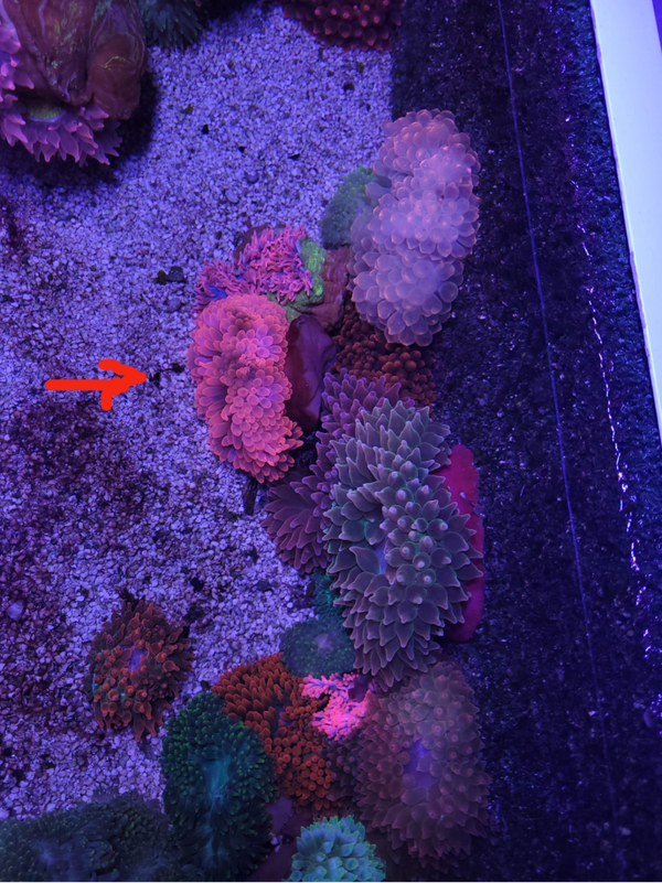 Entacmaea quadricolor (Pink) - WYSWG