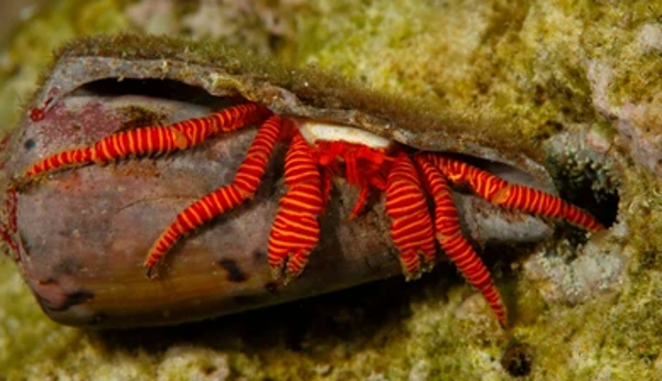 ciliopagurus strigatus