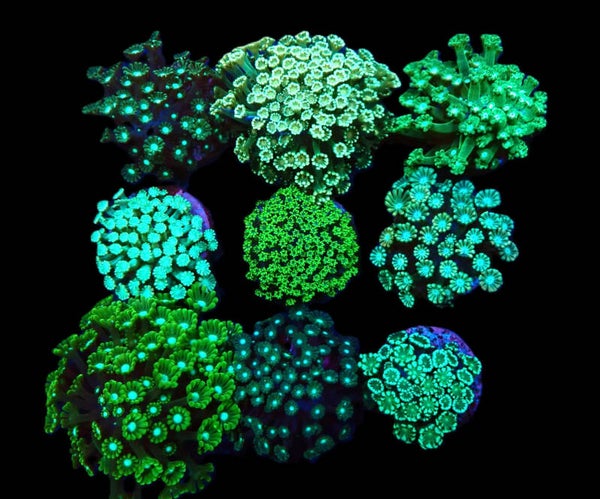 Alveopora (WYSWG pieces) - Price per pc