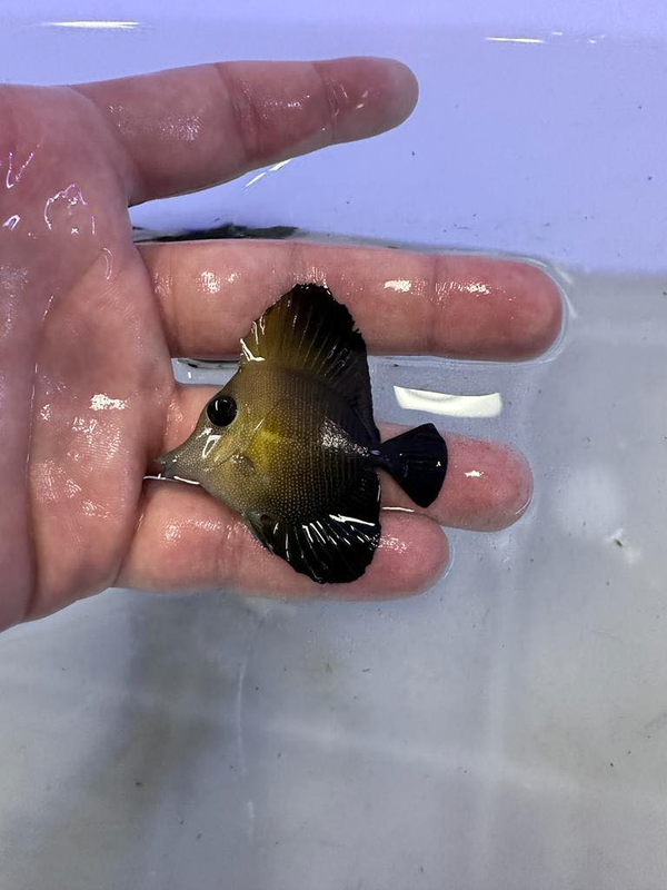 Scopas Tang (S)