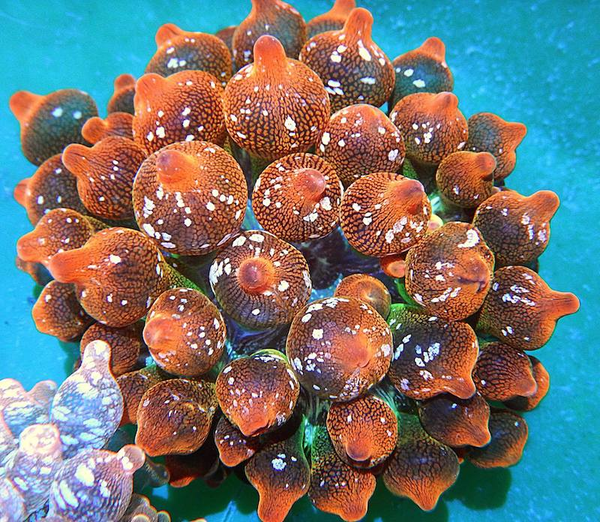 Entacmaea quadricolor – Bubble Tip Anemone (S/M)