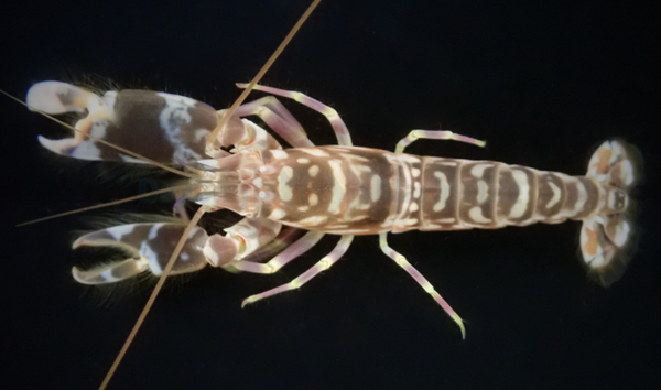 Alpheus bellulus