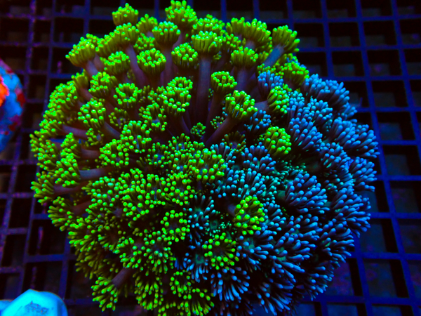 DC Split Goniopora colony (WYSWG)