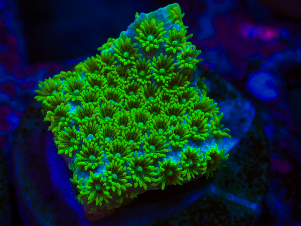 Seafoam Cyphastrea frags