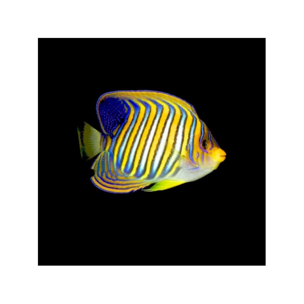 Pygoplites Diacanthus -  VIDEO EATING ARTEMIA!