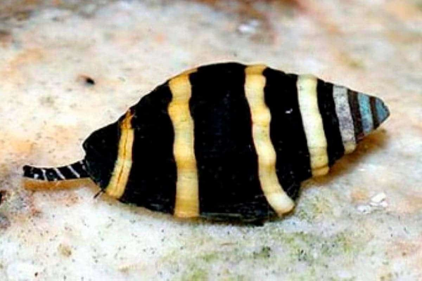 Engina mendicaria