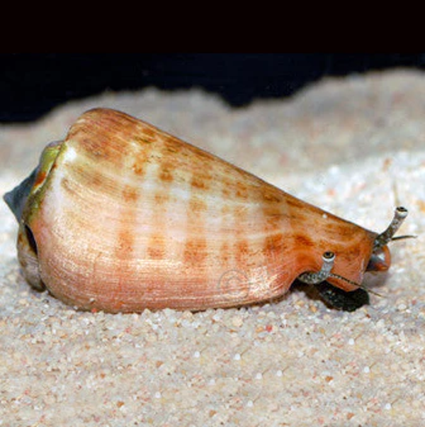 STROMBUS LUHANUS (VARIOUS SIZES)