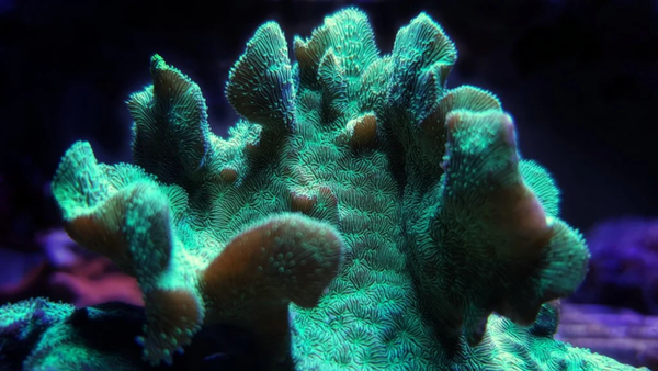 Pavona cactus (Green) (frag)
