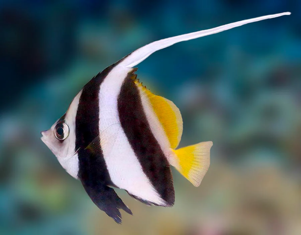 Heniochus Acuminatus - Pennant Coralfish (LARGE)