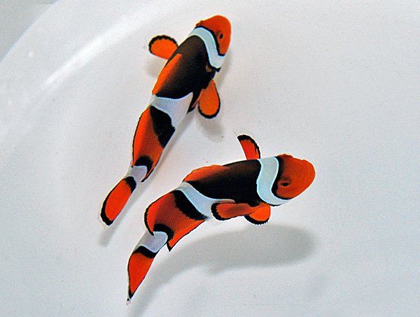 Amphiprion percula