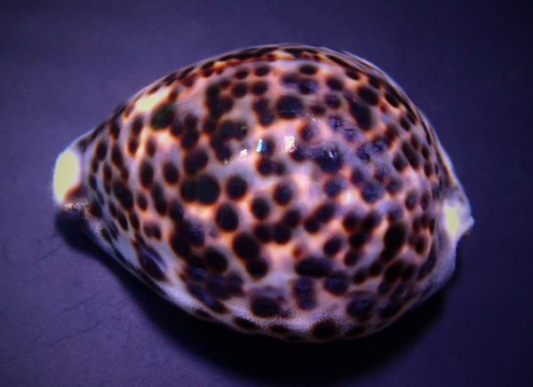 Cypraea tigris XL