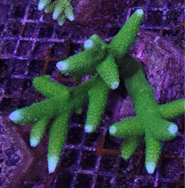 Acropora (WYSWG)