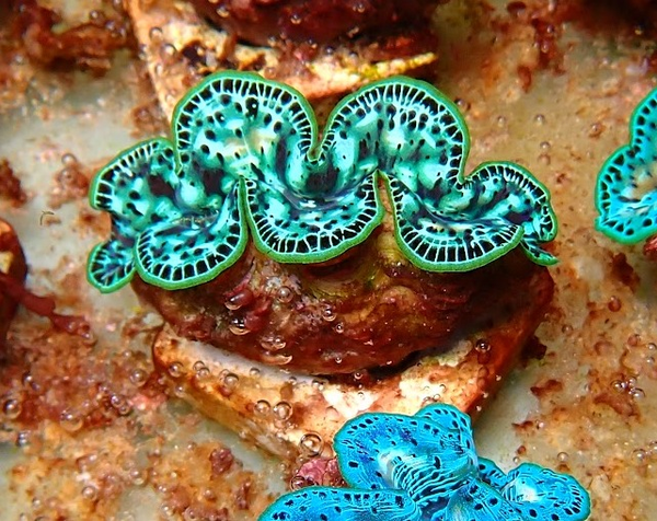 Tridacna maxima (green - special) - WYSWYG