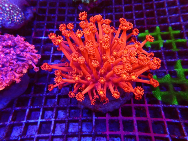 Goniopora ultra red (M) - WYSWG