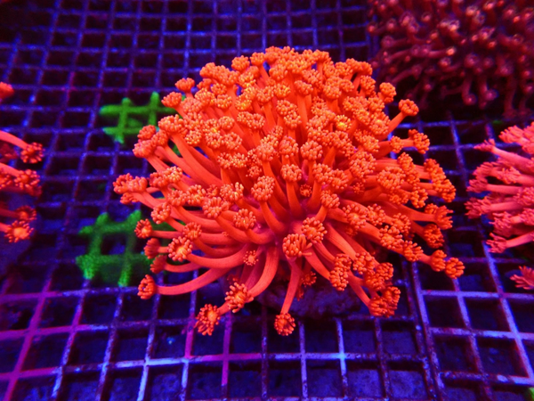 Goniopora ultra red (L) - WYSWG