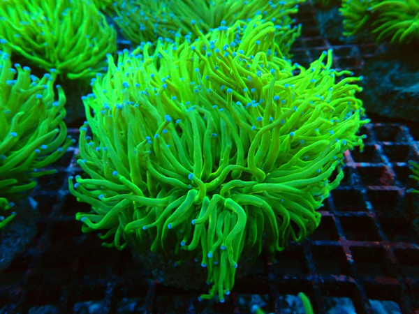 Euphyllia glabrescens (Blueberry) - per head