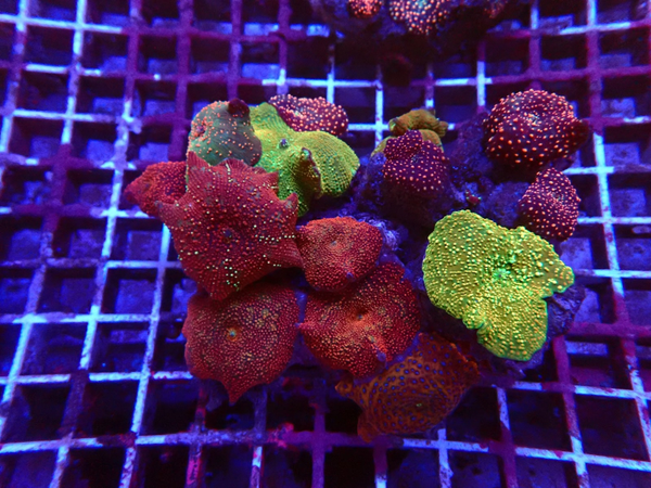 Exotic Mushroom garden (WYSWG)