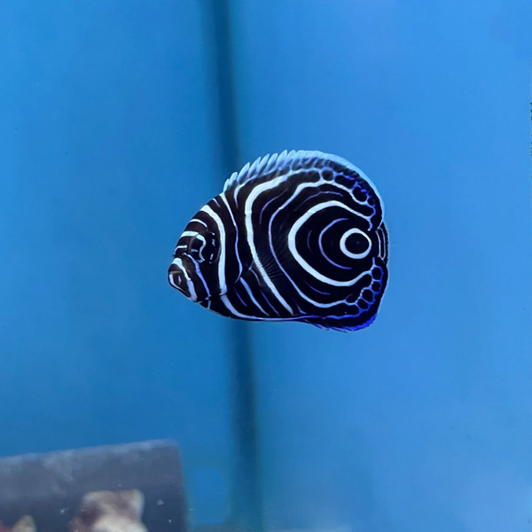 Pomacanthus imperator (Juv - M) eating ARTEMIA!