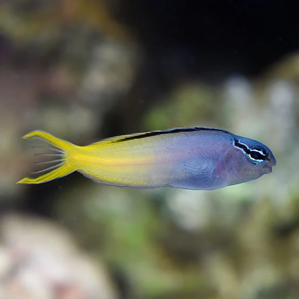 Meiacanthus atrodorsalis, Fork-tailed blenny, M