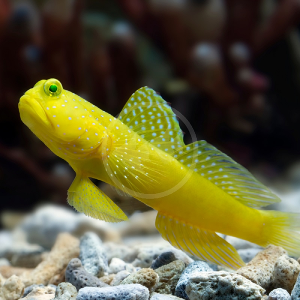 Cryptocentrus cinctus, Yellow prawn-goby, (XS/S)