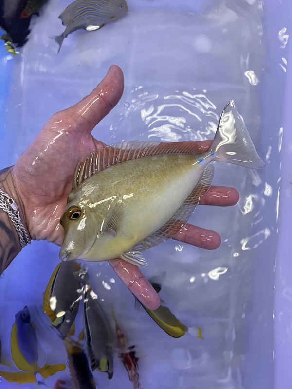 Naso unicornis, Bluespine unicornfish, S