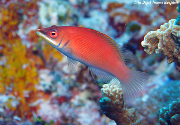 Pseudocheilinus evanidus, Striated wrasse, M