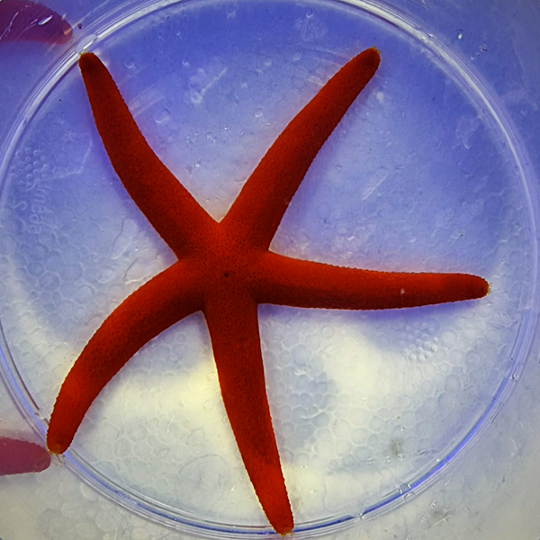 Echinaster sp., Orange red luzon starfish