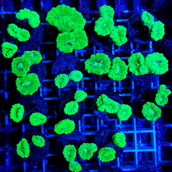 Caulastraea curvata (Green) (Ultra) (frag)