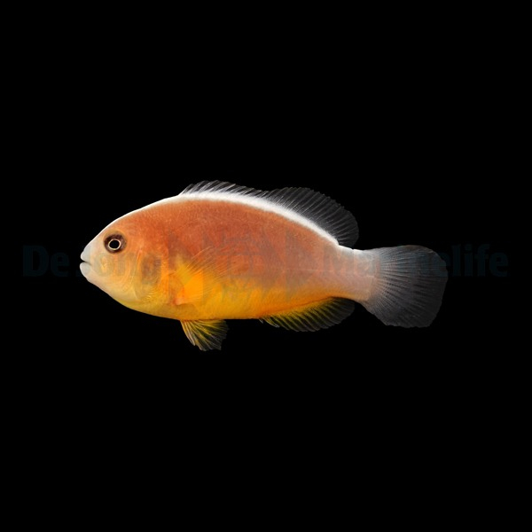 Amphiprion akallopisos - DJM Bred - S