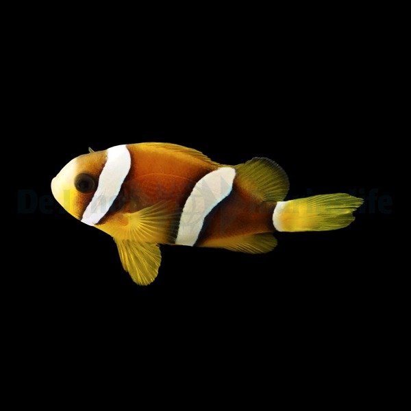 Amphiprion clarkii - DJM Bred