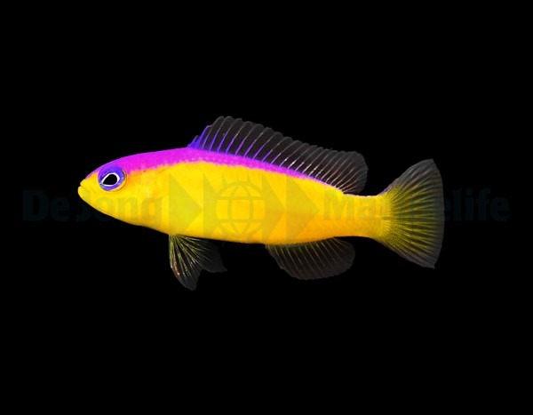 Pictichromis diadema