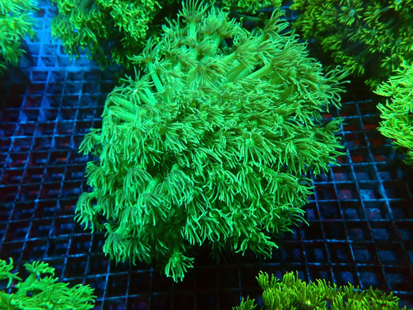Goniopora (ultra green) - XXL - WYSWG