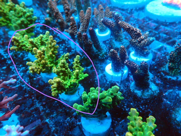 Acropora spp. (Ultra) (frag) - WYSWG PIECES