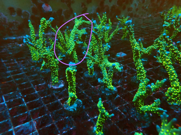 Montipora stellata (frag) - WYSWG