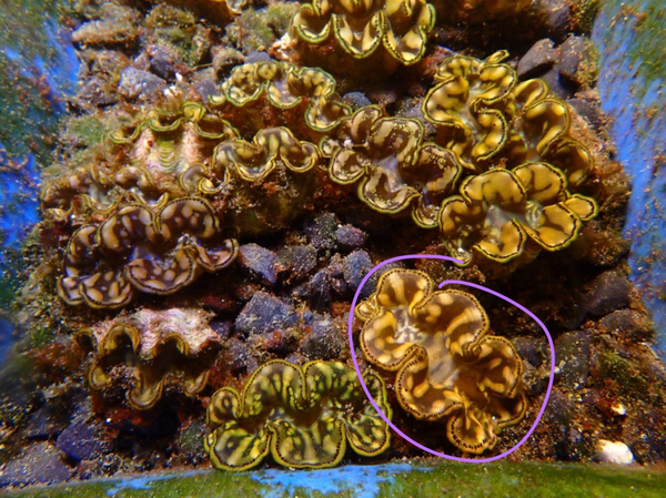 Tridacna derasa (7cm) - WYSWG