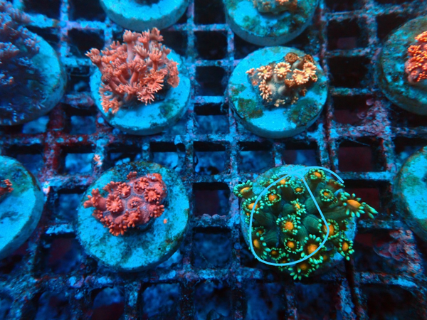 Goniopora spp. (Premium) - WYSWG