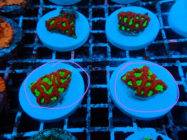 Favites spp. (Red) (Premium) - WYSWG
