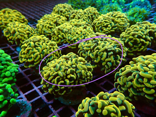 Euphyllia paraancora (Yellow-Gold) - WYSWG