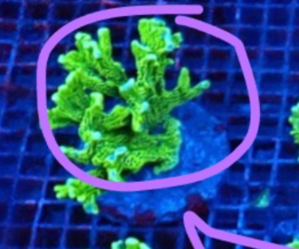 Montipora confusa - WYSWG