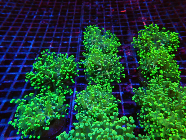 Euphyllia yaeyamaensis (Green) (Ultra) (p/h) - WYSWG
