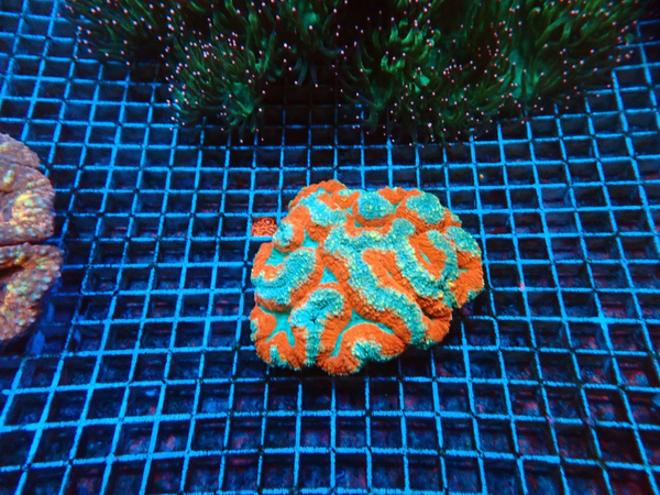 Lobophyllia spp. (Splitcolor) (ULTRA) - XL - WYSWG