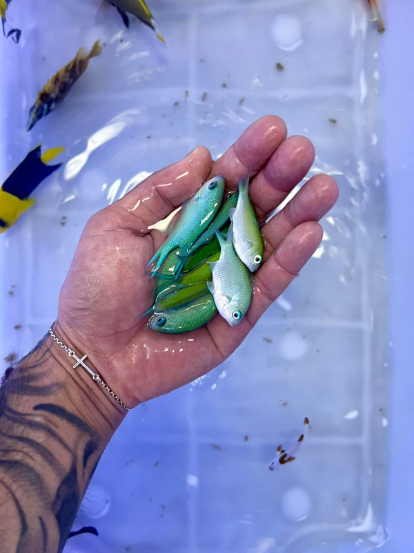 Chromis Viridis