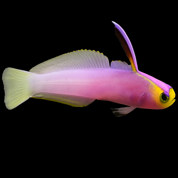 nemateleotris helfrichi