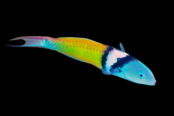 Thalassoma bifasciatum (M/L)