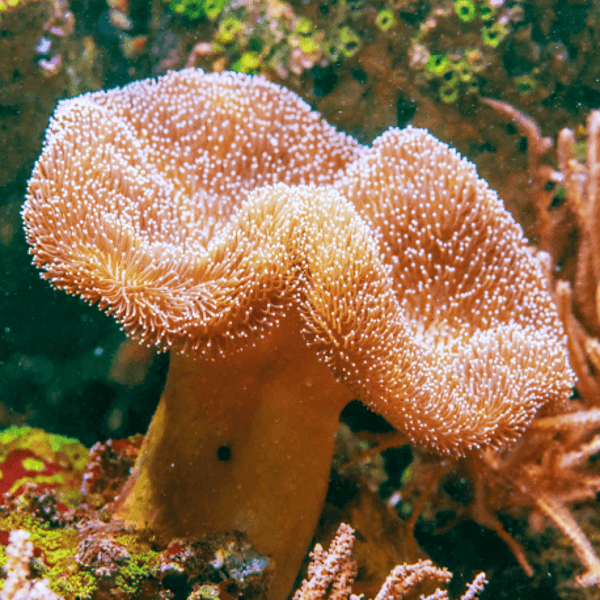 sarcophyton (L)