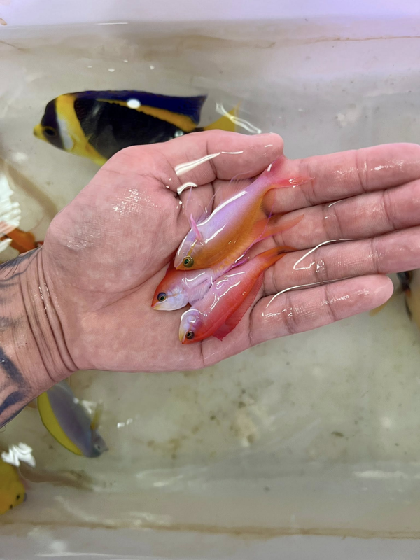 Mirolabrichthys Dispar/ignitis - Dispar Anthias (S)
