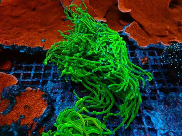 Euphyllia glabrescens (Green) (Ultra) - Large